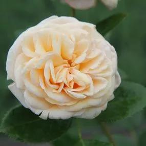 Timeless Cream Rose (Rosa Timeless Cream) 2